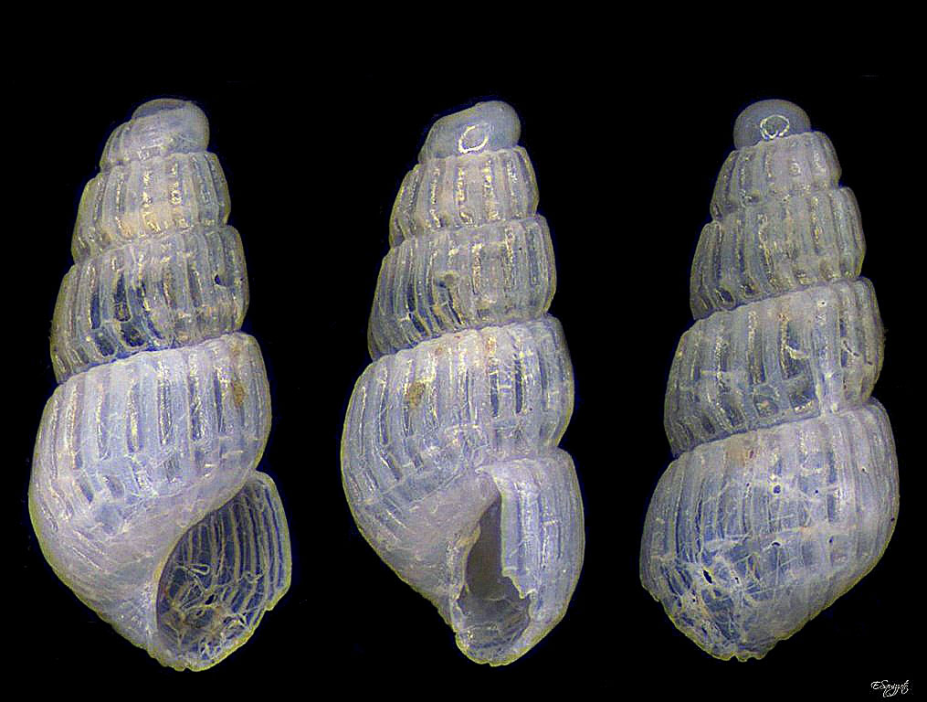 Chrysallida penchynati